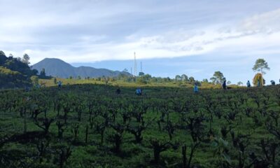 Musim Kemarau, Mengapa Puncak Bogor Terasa Makin Dingin?