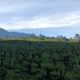 Musim Kemarau, Mengapa Puncak Bogor Terasa Makin Dingin?