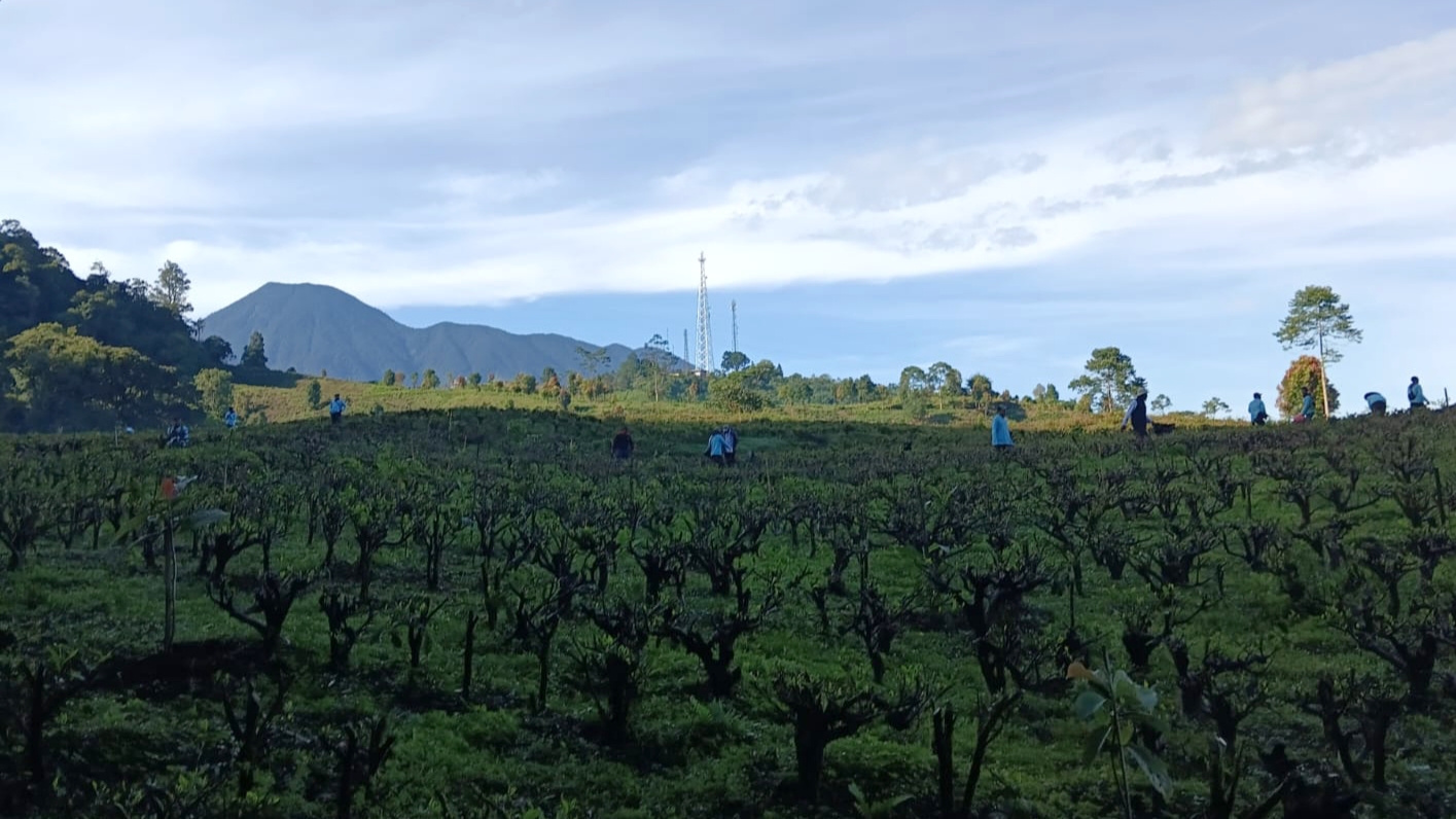 Musim Kemarau, Mengapa Puncak Bogor Terasa Makin Dingin?