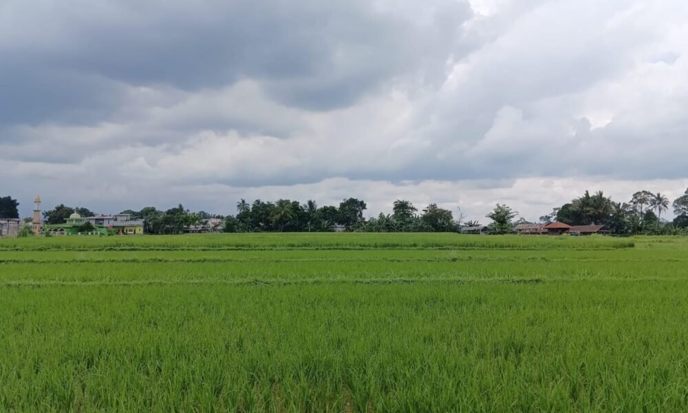 El Nino Capai Rekor Tertinggi Sejak 1950, Pangan Global Terancam