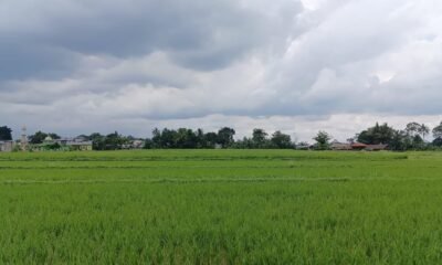 El Nino Capai Rekor Tertinggi Sejak 1950, Pangan Global Terancam