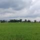 El Nino Capai Rekor Tertinggi Sejak 1950, Pangan Global Terancam