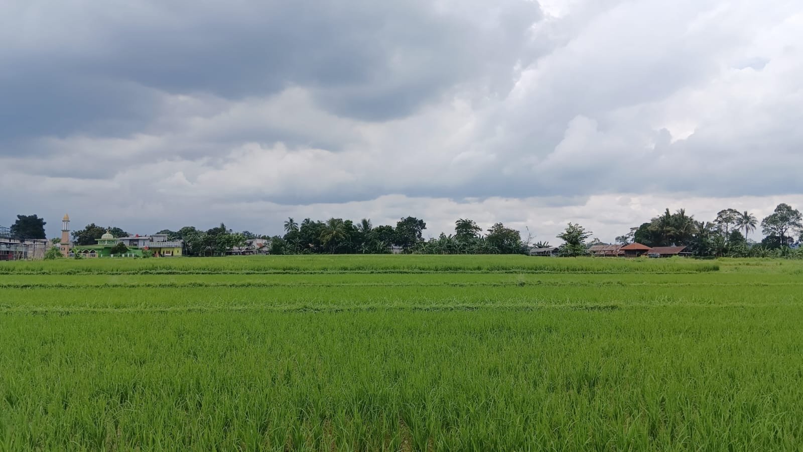 El Nino Capai Rekor Tertinggi Sejak 1950, Pangan Global Terancam