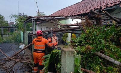 Hujan Disertai Angin, 2 Pohon Tumbang di Semplak Kota Bogor