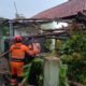 Hujan Disertai Angin, 2 Pohon Tumbang di Semplak Kota Bogor