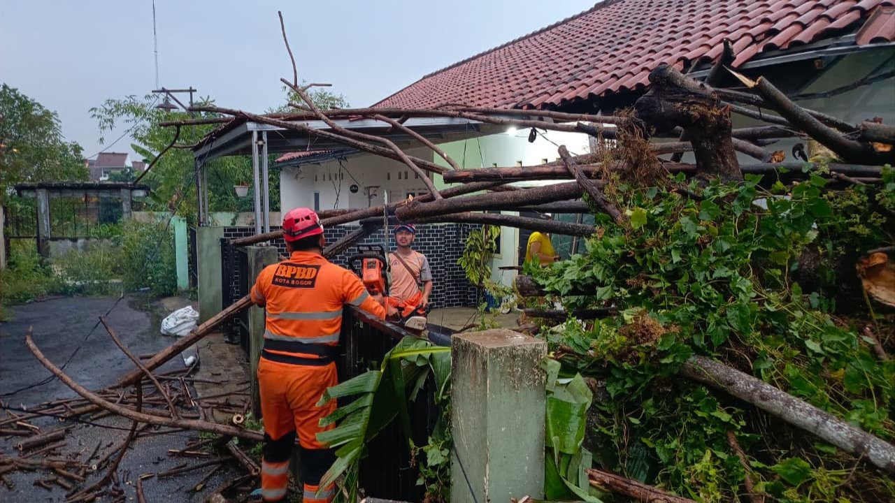 Hujan Disertai Angin, 2 Pohon Tumbang di Semplak Kota Bogor