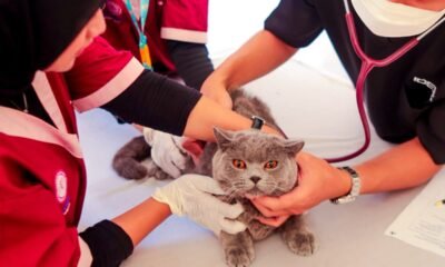 WRD 2026, Edukasi dan Vaksinasi jadi Upaya Cegah Rabies