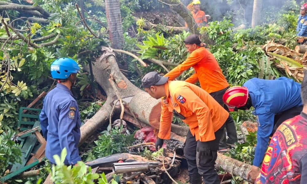 Pohon Tumbang di Baranangsiang Bogor, 4 Orang Terluka