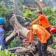 Pohon Tumbang di Baranangsiang Bogor, 4 Orang Terluka