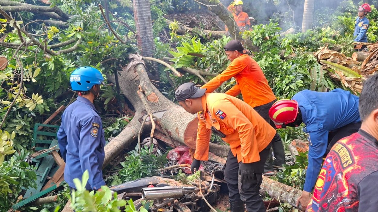 Pohon Tumbang di Baranangsiang Bogor, 4 Orang Terluka