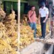 Jalan Merdeka Ditata, Pemkot Bogor Benahi Pedestrian dan Drainase