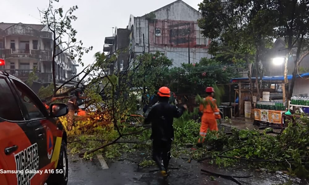 BPBD Evakuasi Pohon Tumbang di Jalan Sawojajar Kota Bogor