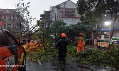 BPBD Evakuasi Pohon Tumbang di Jalan Sawojajar Kota Bogor
