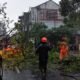 BPBD Evakuasi Pohon Tumbang di Jalan Sawojajar Kota Bogor