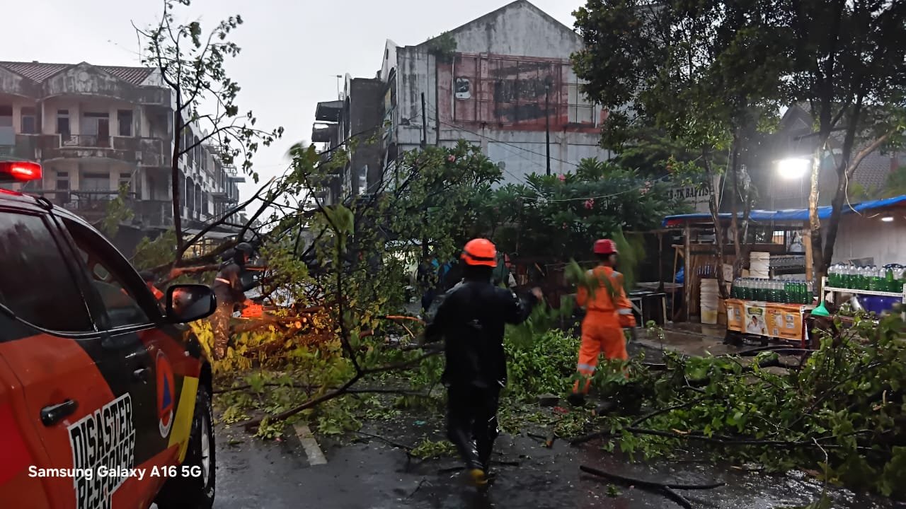 BPBD Evakuasi Pohon Tumbang di Jalan Sawojajar Kota Bogor