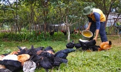Pakan Tepat Jadi Kunci, Unggas Sehat dan Tampil Maksimal