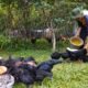 Pakan Tepat Jadi Kunci, Unggas Sehat dan Tampil Maksimal