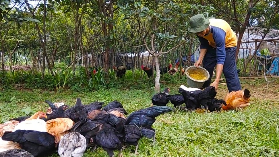 Pakan Tepat Jadi Kunci, Unggas Sehat dan Tampil Maksimal