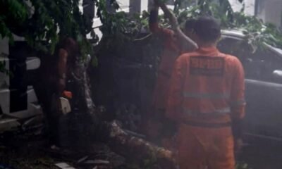 Pohon Setinggi 8 Meter Tumbang Timpa 2 Kendaraan di Bantarjati