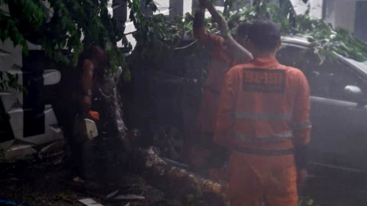 Pohon Setinggi 8 Meter Tumbang Timpa 2 Kendaraan di Bantarjati
