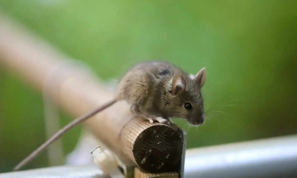 Tikus dan Curut Berbeda, Kenali Ciri Fisik hingga Risiko Kesehatan