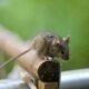 Tikus dan Curut Berbeda, Kenali Ciri Fisik hingga Risiko Kesehatan