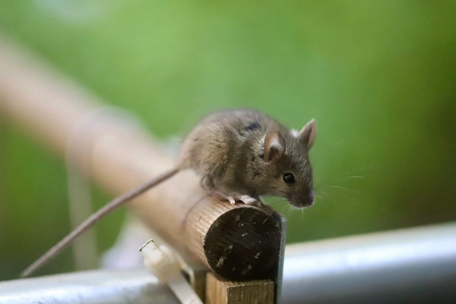 Tikus dan Curut Berbeda, Kenali Ciri Fisik hingga Risiko Kesehatan